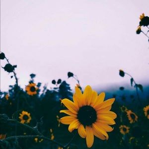 Meet your Posher, Nora